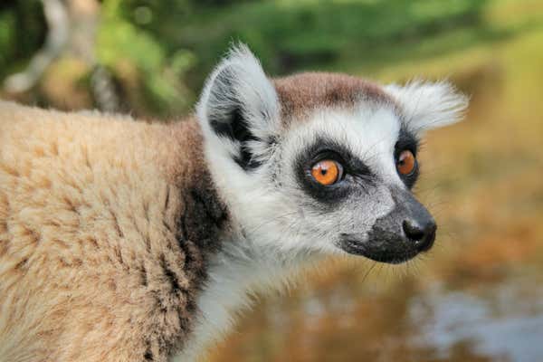 New Scientist Default Image