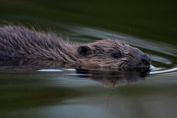 New Scientist Default Image