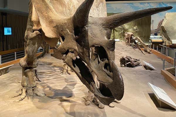 Triceratops skeleton replica from US museum, located in North east USA