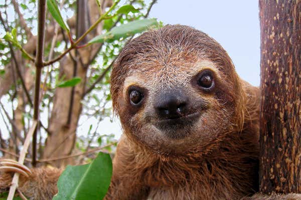 New Scientist Default Image