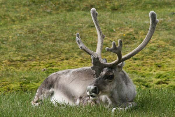 Arctic reindeer, Spitsbergen