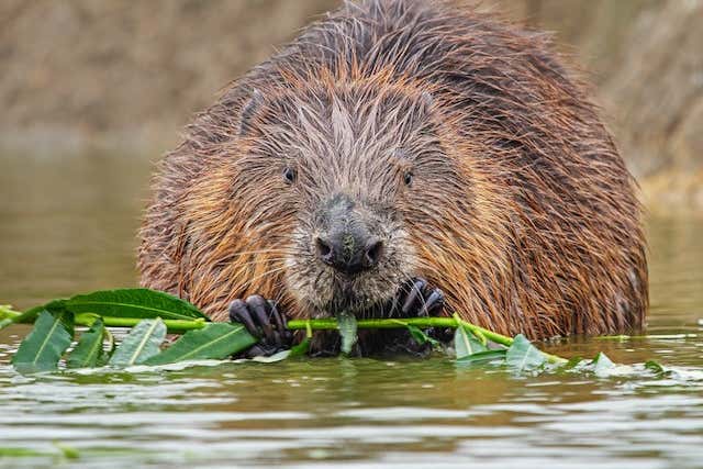 New Scientist Default Image