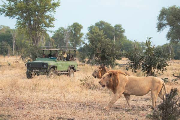 Male lions in South Luangwa National Park, Zambia, as part of Zambia conservation project