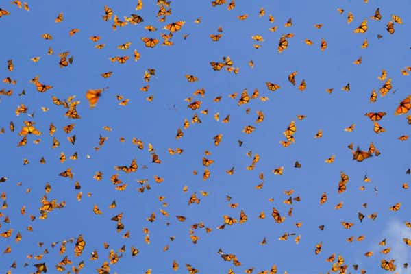 Monarch butterflies in the sky Mexico, Natural Habitat