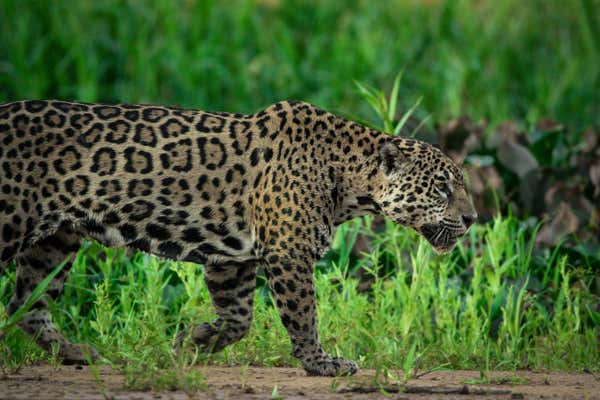 Jaguar on the prowl in the Pantanal, Brazil