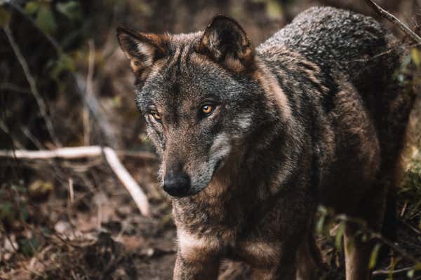 Wolf up close, located in the National Park mountain ranges in Abruzzo region. Italy