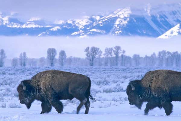 Bison in snowy wilderness, Yellowstone National park in winter, USA