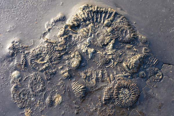 Jurassic Coastline fossil ammonites at Kimmeridge in Dorset