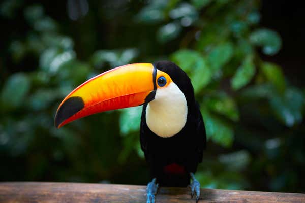 Toucan on the branch in tropical forest of Brazil