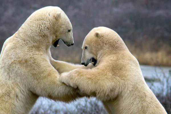 Polar bears fighting on tundra near Churchill, Canada