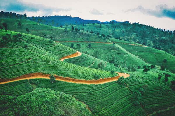 New Scientist Default Image