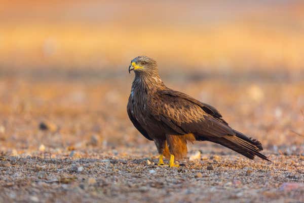 Black Kite spotted in Cao Valley, Rewilding Portugal project area