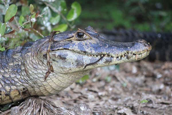 Caiman, located in the Pantanal, Brazil