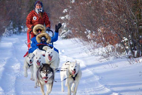 Husking dog sledding through arctic forest, near Churchill, Canada