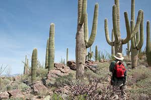 Cactus field located in Saguaro, Arizona USA, visited on the discovery geology tour