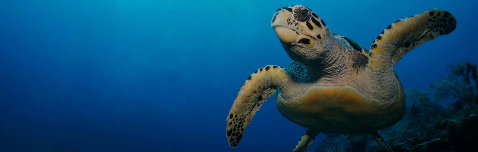 New Scientist Default Image