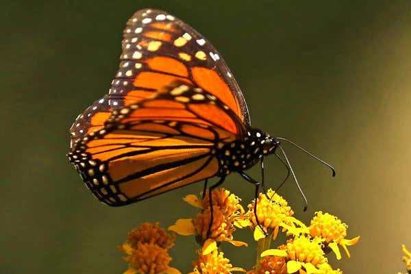 solo monarch butterfly in forest in Mexico, Natural Habitat