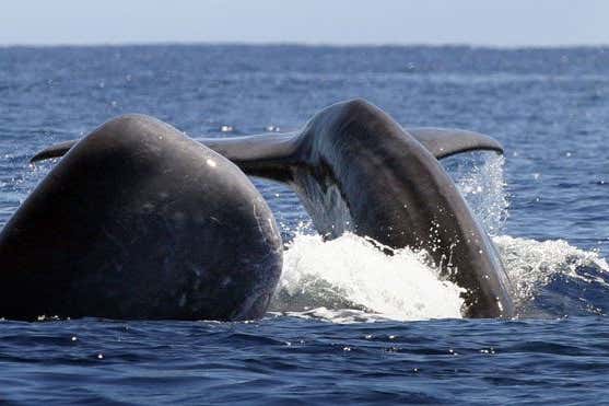 New Scientist Default Image