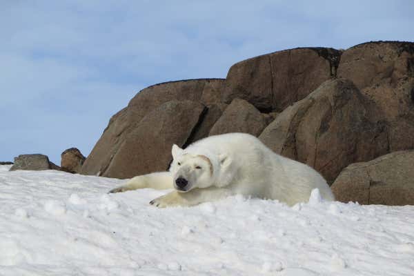 Polar bear resting, Spitsbergen, Norwegian Arctic
