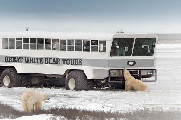 Polar Bear Rover surrounded by polar bears near Churchill, Canada