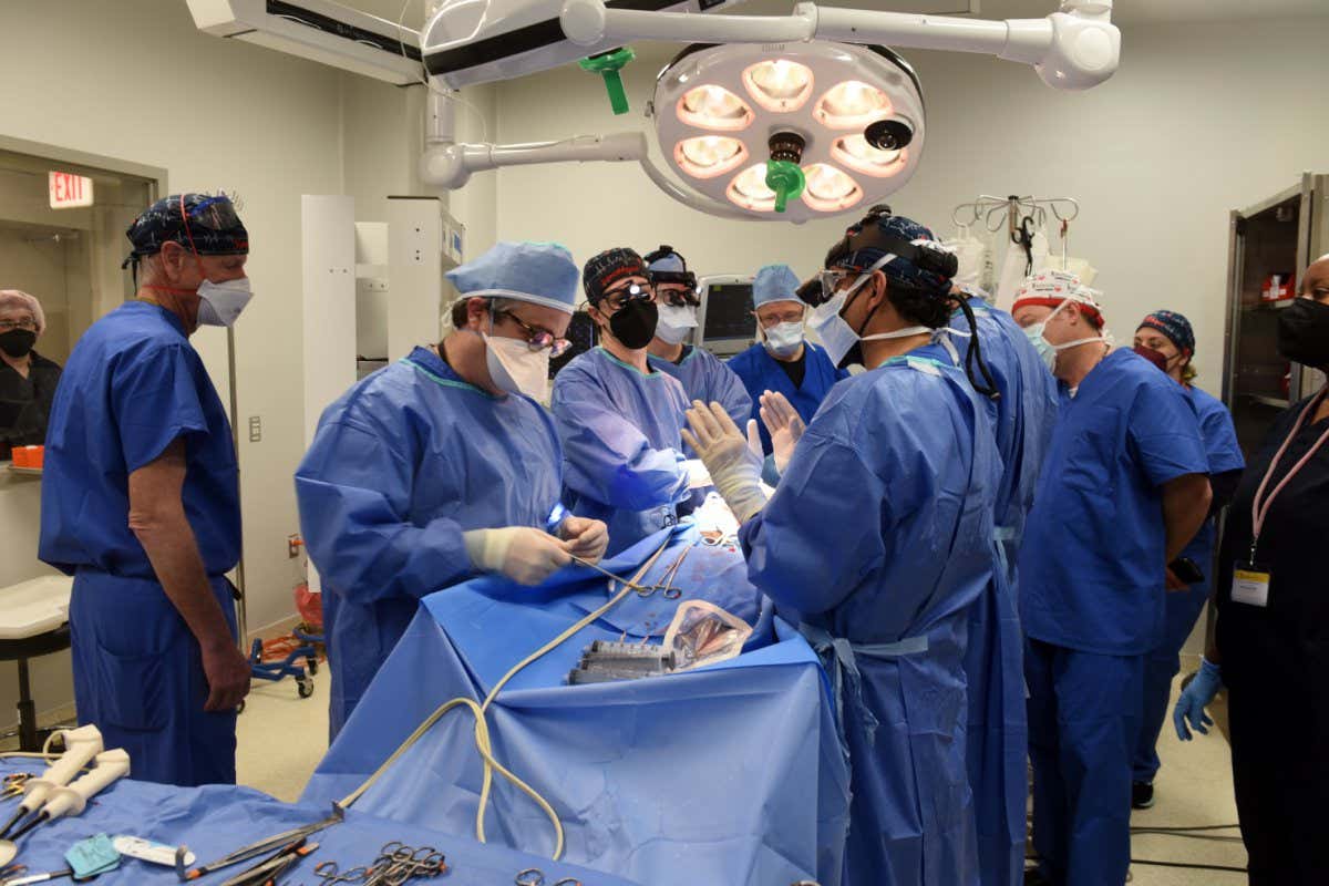 Pig heart surgery