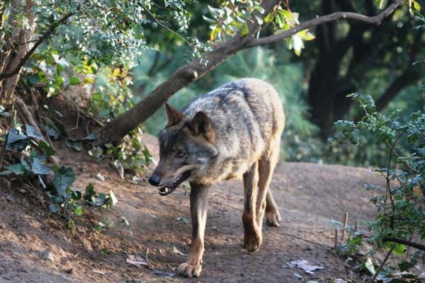 Wolf in the wild, Cao Valley, Portugal, Rewilding Portugal project