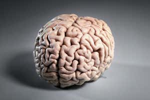 human brain