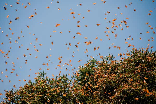 Monarch butterflies flying in the sky in Mexico as part of migration