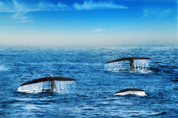 New Scientist Default Image