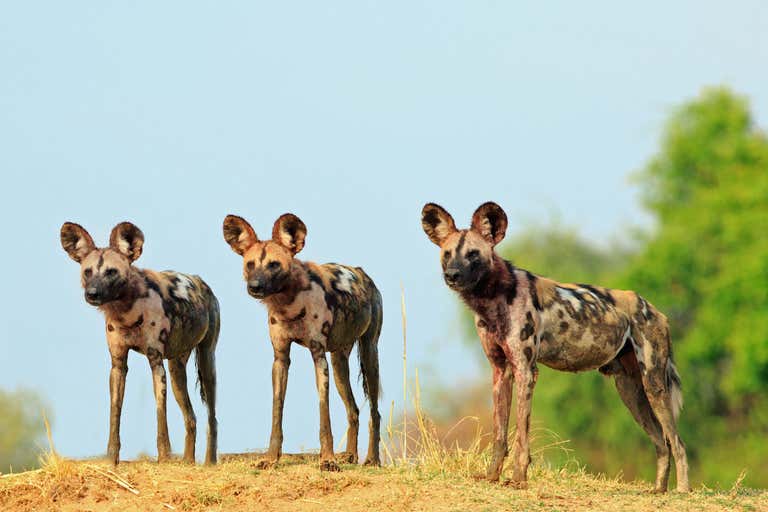 Scenic view of wild dogs standing on top of a sandbank surveying the area after a recent Kill, with a bright blue clear sky background. South Luangwa National Park, Zambia