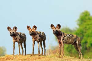 Scenic view of wild dogs standing on top of a sandbank surveying the area after a recent Kill, with a bright blue clear sky background. South Luangwa National Park, Zambia