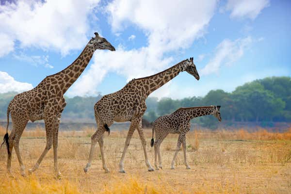 Three Thornicroft Giraffes in a line, small medium and large in order. The Journey of Giraffes are walking across the open African Plains in South Luangwa National Park, Zambia