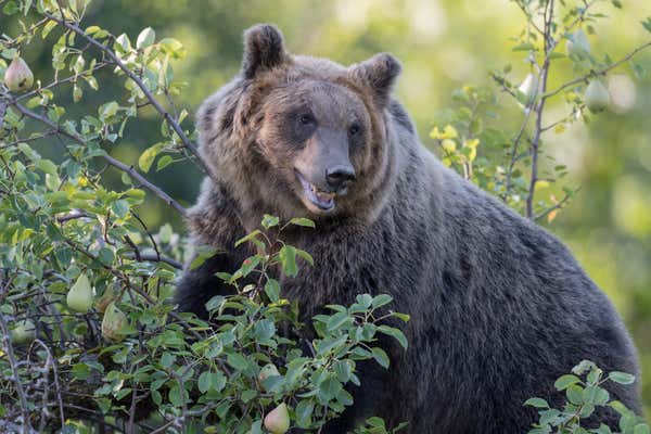 National Park of Abruzzo, Lazio and Molise (Italy) - The autumn with foliage in the italian mountain natural reserve, with little towns, wild animals, Barrea Lake. Here: the marsican bear