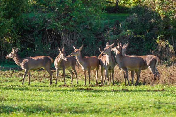 National Park of Abruzzo, Lazio and Molise (Italy) - The autumn with foliage in the italian mountain natural reserve, with little towns, wild animals like deer, Barrea Lake, Camosciara, Forca d'Acero