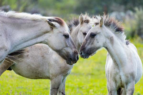 Sorraia Horses in the Coa Valley in northern Portugal