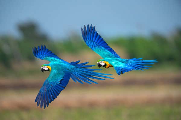 Closeup blue and gold macaw flying, Amazon, Brazil