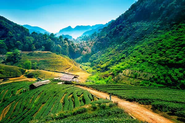 New Scientist Default Image