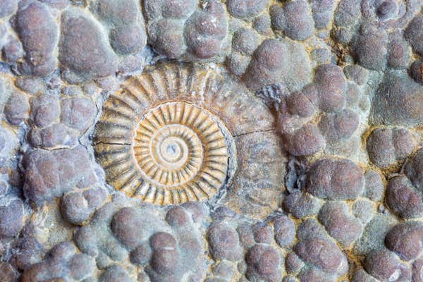 Image of ammonite fossil close up, found on Dorset's Jurassic Coast