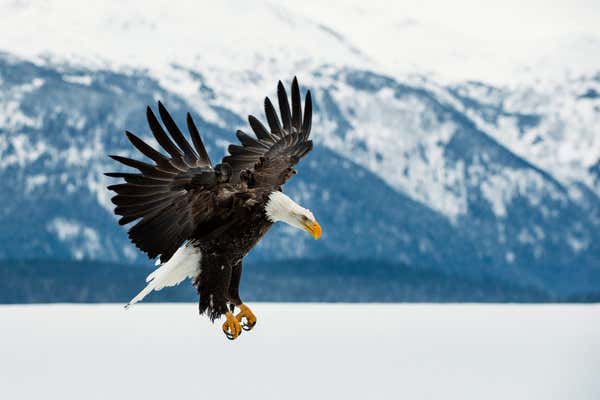 Flying bald eagle. Alaska, USA
