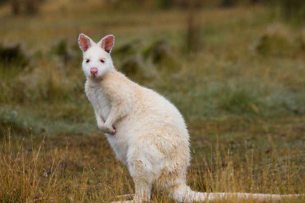 New Scientist Default Image