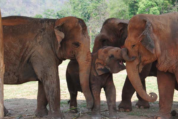 New Scientist Default Image