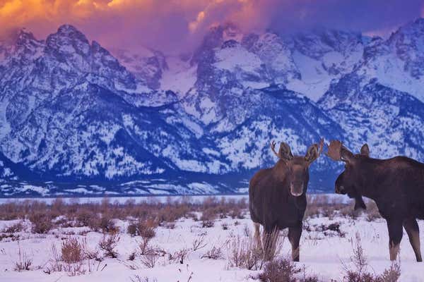 Wildlife at dusk in Yellowstone National Park, USA