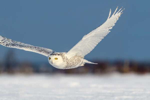 Owl flying above arctic tundra, near Churchill, Canada