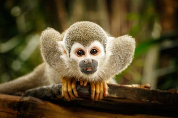 Squirrel monkey in ecuadorian jungle in amazon