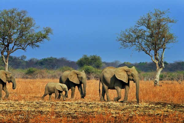 Herd of Elephants walking on the dry plains in South Luangwa National Park, Zambia. There is a nice blue sky and natural bush background