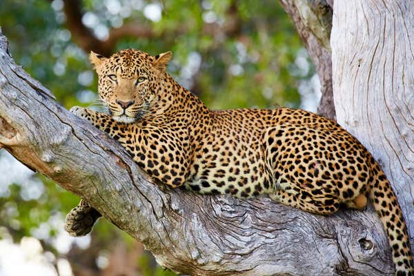 Majestic leopard resting in a tree after a fight at South Luangwa NP, Zambia, Africa