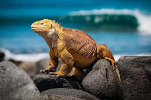 New Scientist Default Image