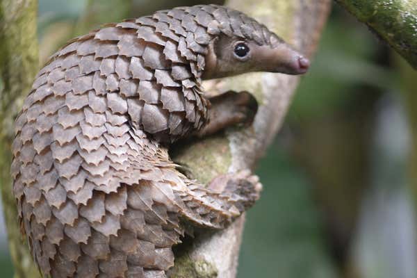 New Scientist Default Image