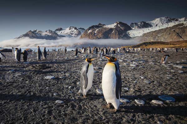 New Scientist Default Image