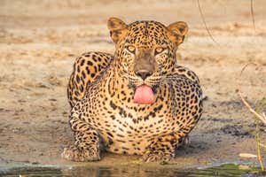 New Scientist Default Image